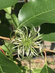 Clematis reticulata