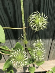 Clematis reticulata