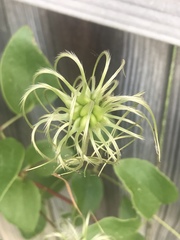 Clematis reticulata