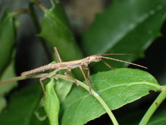 Anisomorpha