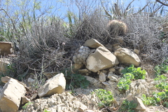 Mammillaria plumosa