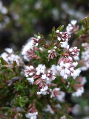 Leucopogon collinus