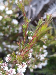 Leucopogon collinus