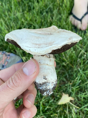 Agaricus