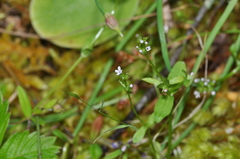 Plectritis congesta brachystemon