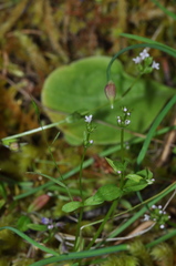 Plectritis congesta brachystemon