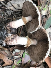 Agaricus austrovinaceus