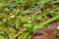 Plectritis congesta brachystemon