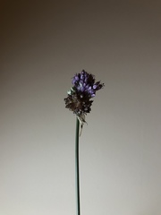 Allium