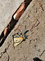 Papilio multicaudata