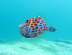 Eubalichthys mosaicus