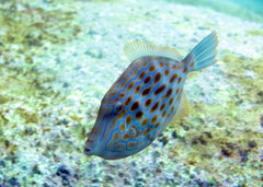 Eubalichthys mosaicus