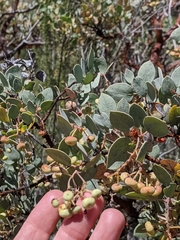 Arctostaphylos viscida viscida