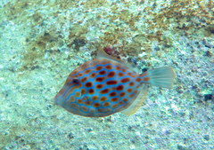 Eubalichthys mosaicus