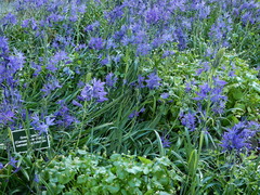 Camassia leichtlinii