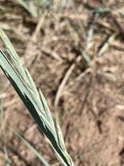 Elymus smithii
