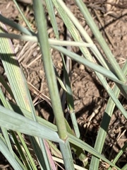 Elymus smithii