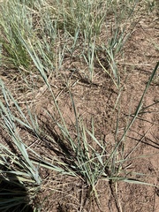 Elymus smithii