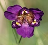 Purple Pleatleaf - Photo (c) Nicholas Cowey, some rights reserved (CC BY-NC), uploaded by Nicholas Cowey