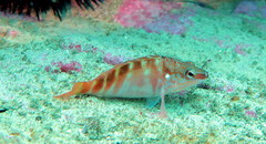 Hypoplectrodes maccullochi