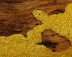 Trichoderma victoriense