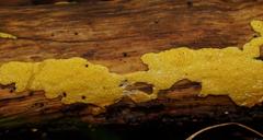 Trichoderma victoriense