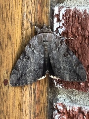 Catocala agrippina