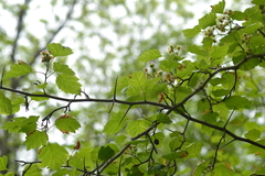 Crataegus intricata