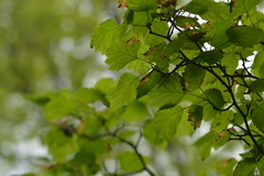 Crataegus intricata