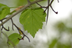 Crataegus intricata