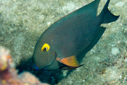 Goldring Surgeonfish