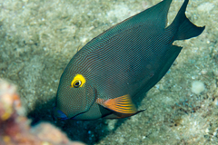 Bristletoothed Surgeonfish photo 3