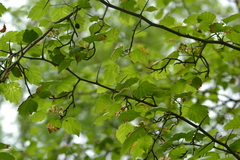 Crataegus intricata