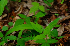 Microrhopala pulchella