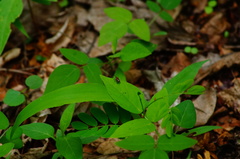 Microrhopala pulchella
