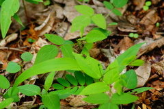 Microrhopala pulchella