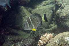 Whitespotted Surgeonfish photo 5