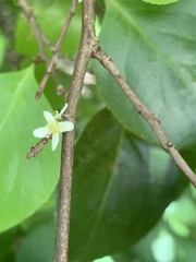 Gymnosporia thompsonii