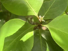 Gymnosporia thompsonii