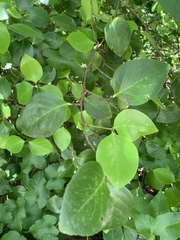 Gymnosporia thompsonii