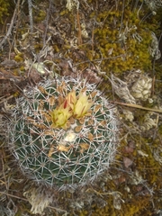 Coryphantha clavata clavata