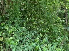 Gymnosporia thompsonii