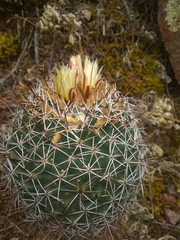Coryphantha clavata clavata
