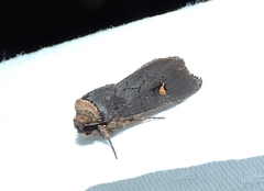 Proteuxoa cinereicollis