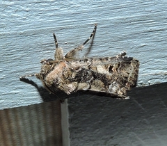 Spodoptera umbraculata