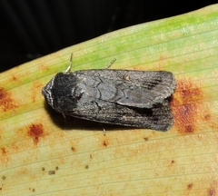 Proteuxoa restituta