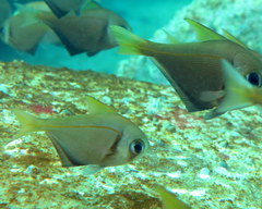 Pempheris compressa