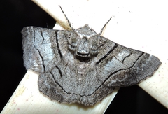 Hypobapta diffundens