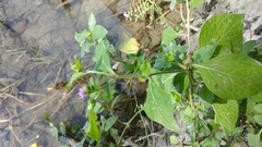 Cyanthillium cinereum