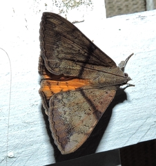 Oxyodes tricolor